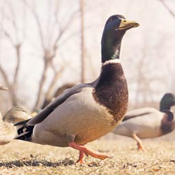 打爆电话的软件